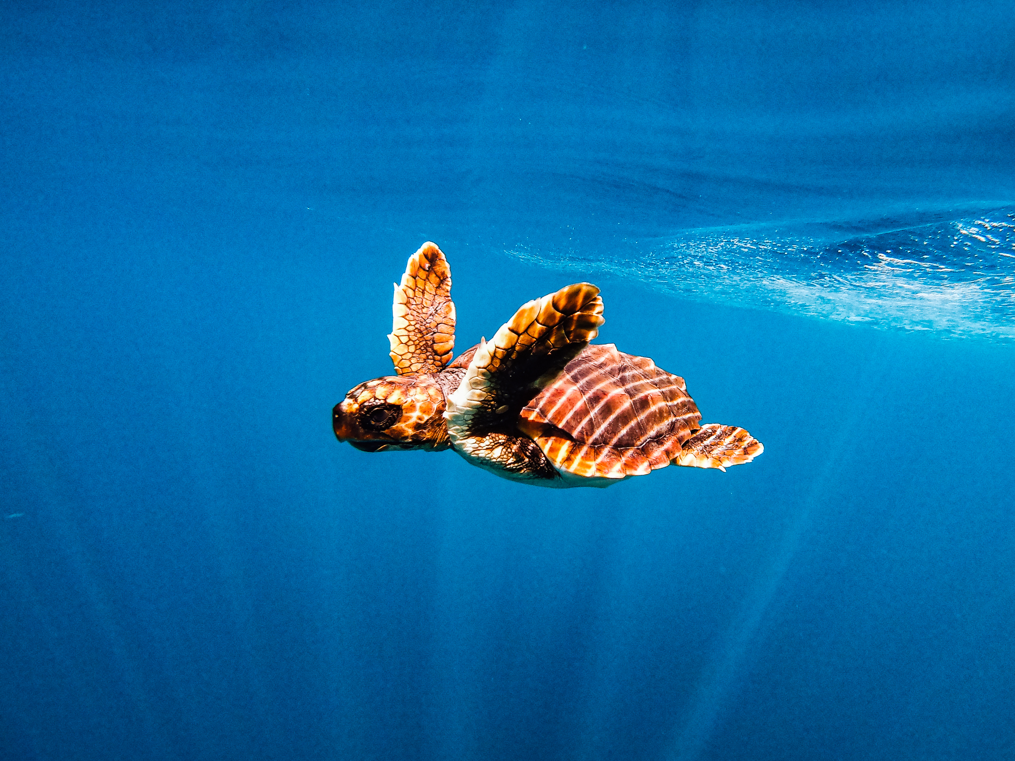 Caretta Turtle